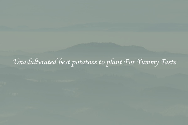 Unadulterated best potatoes to plant For Yummy Taste